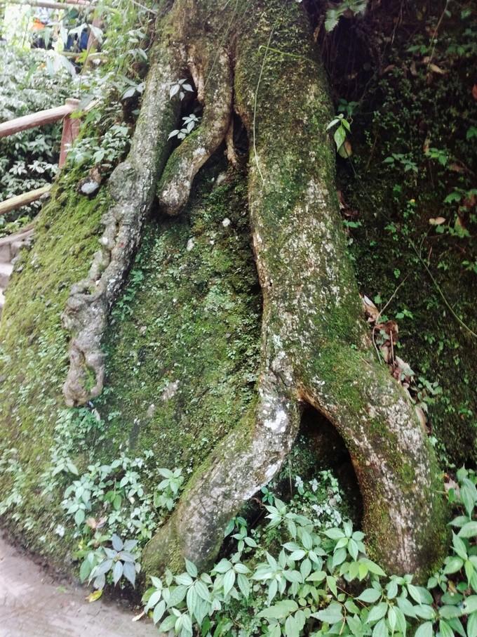 成都青城山后山旅游攻略