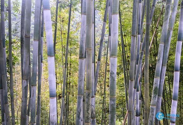 新丰云髻山枫叶最佳观赏时间以及自驾游路线攻略