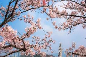南京玄武湖樱花开了吗2021 南京玄武湖樱花节活动