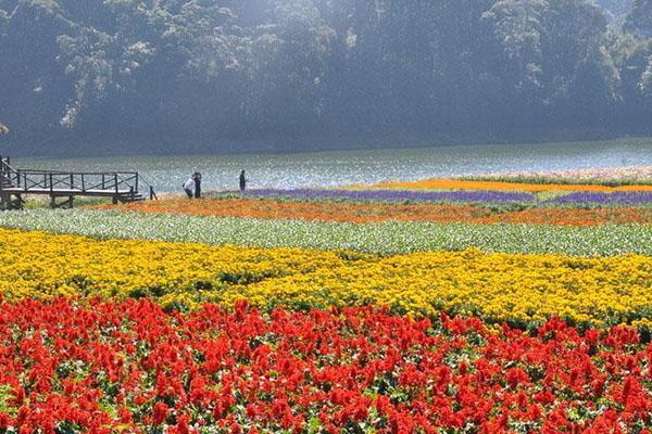 2021广州石门国家森林公园春季赏花指南