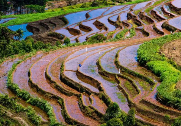 四峨梯田油菜花观赏指南-游玩路线推荐