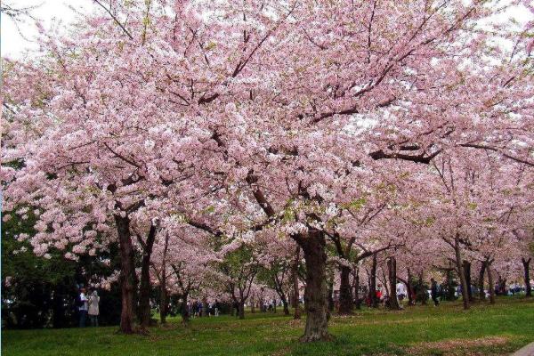 2021长沙桃花哪里好看 长沙赏花的地方有哪些