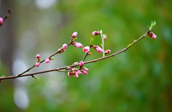 2021长沙桃花哪里好看 长沙赏花的地方有哪些