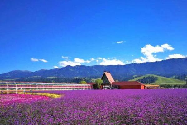 新疆薰衣草庄园在哪里 新疆油菜花在哪