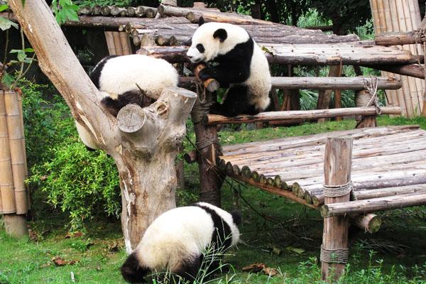 2023成都大熊猫基地一日游攻略 游玩路线推荐