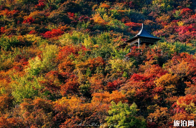 2023坡峰岭旅游攻略 - 门票价格 - 优惠政策 - 开放时间 - 景区介绍 - 游览路线 - 自驾游攻略 - 交通 - 地址 - 天气